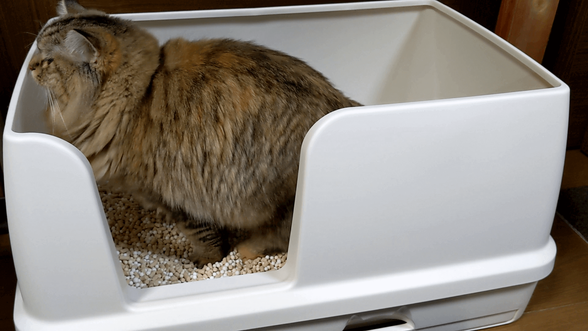 【2021年版】猫トイレおすすめ｜実用的・おしゃれ・高性能からの選び方 FitPortal